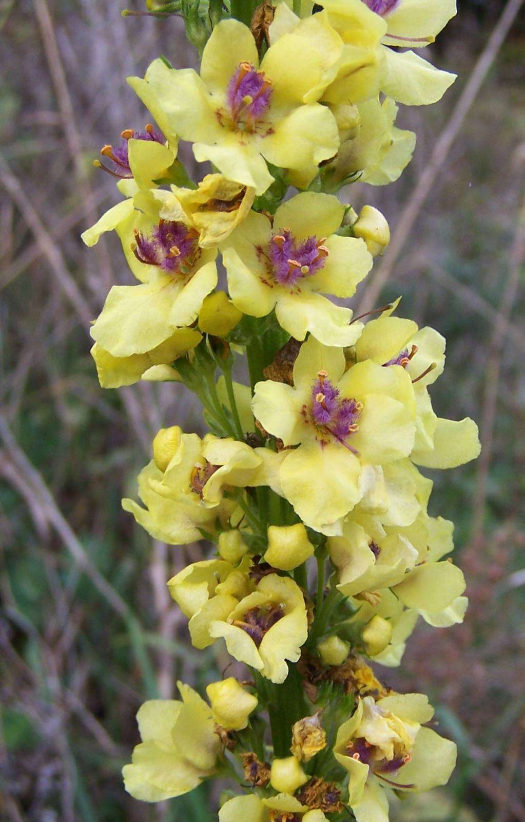 Verbascum nigrum L. resmi