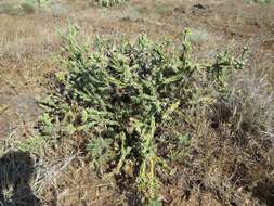 Image of Thornber's buckhorn cholla