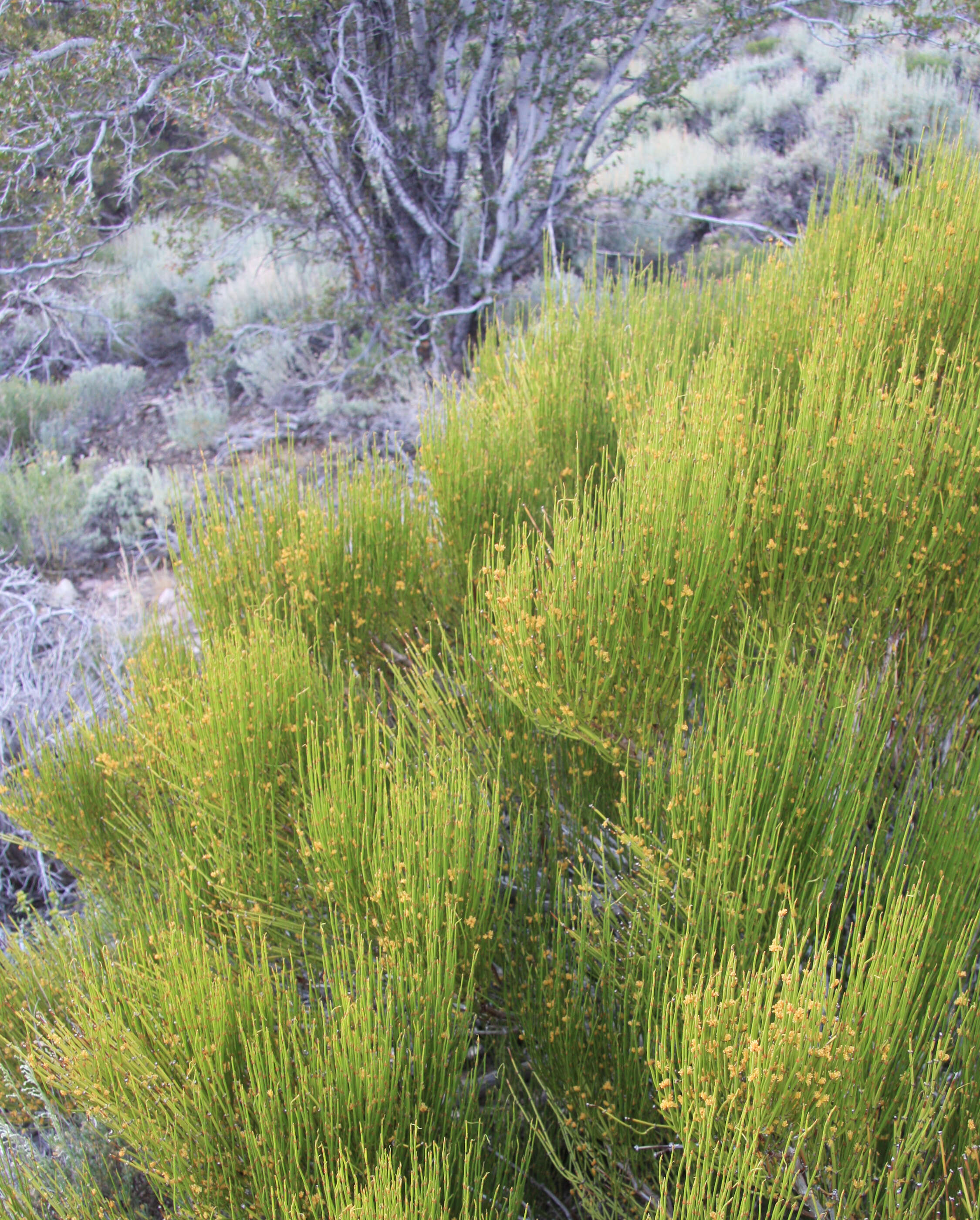 Image of Green Ephedra