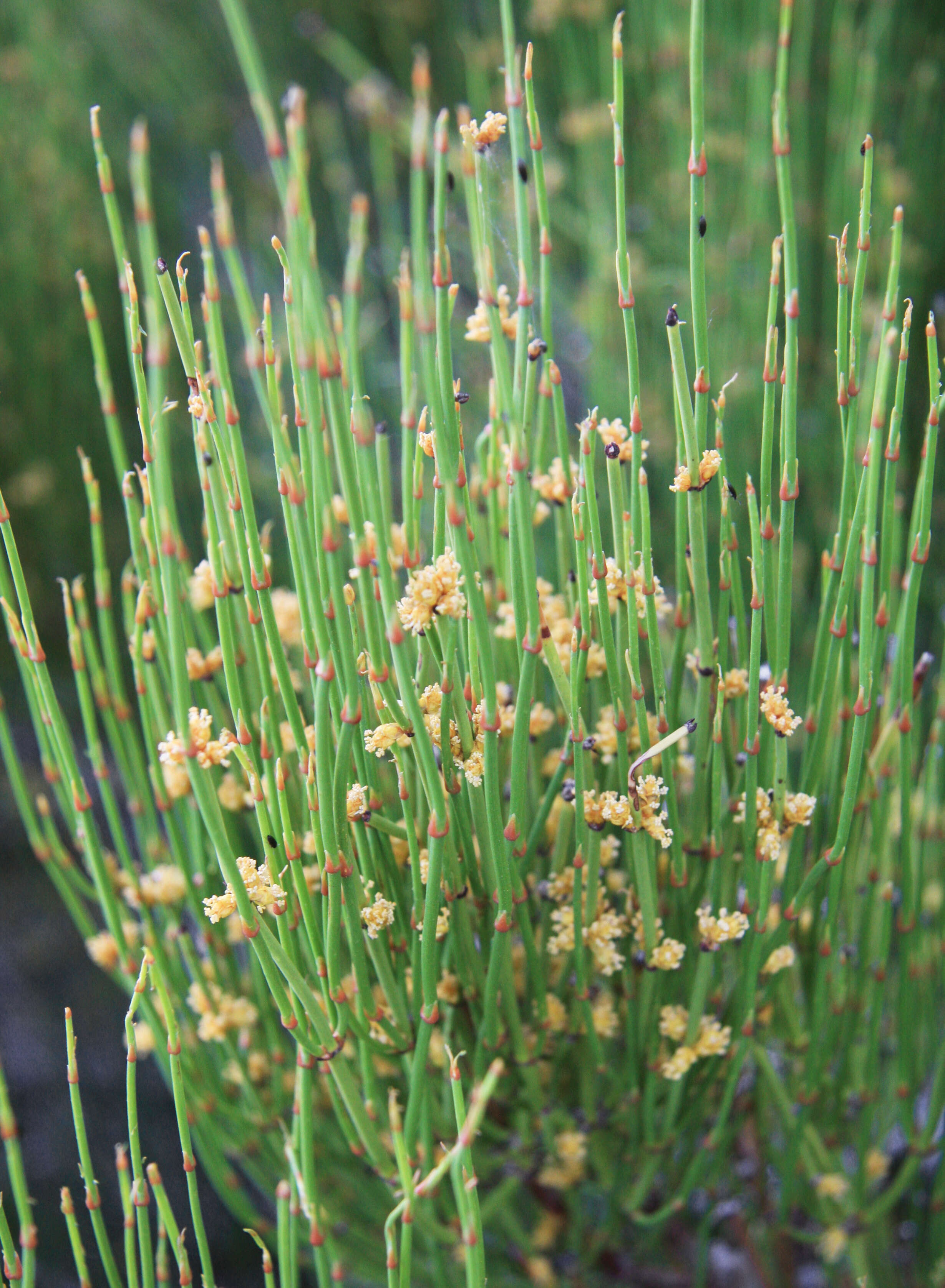 Image of Green Ephedra