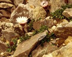 Image de Erigeron lanatus (A. Nels. & J. F. Macbr.) Hook.