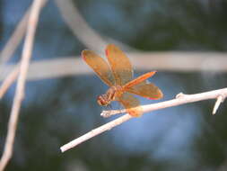 Image of Slough Amberwing