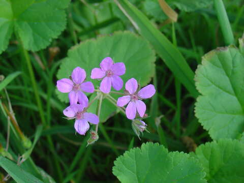 Image of Mediterranean stork's bill