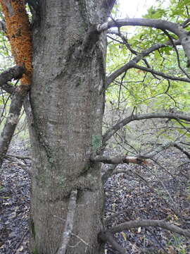 Image of Nuttall Oak