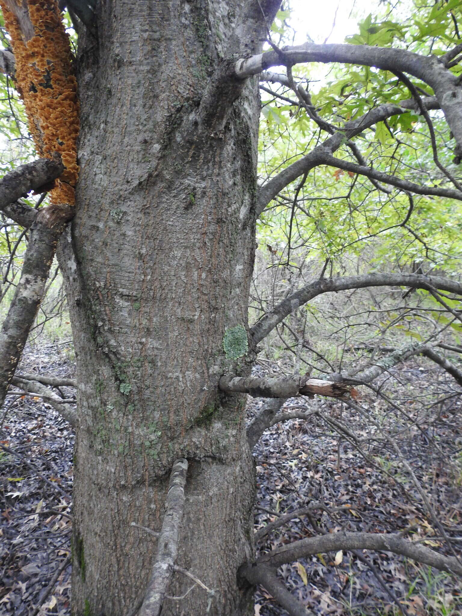 Image of Nuttall Oak