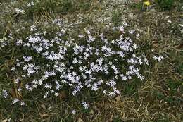 Image of cleft phlox