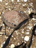 Image of Blacklip abalone