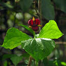 Imagem de Trillium sulcatum T. S. Patrick