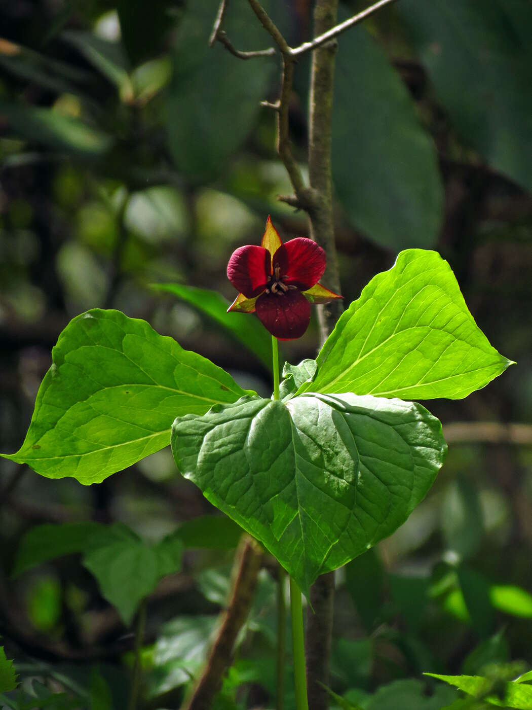 Imagem de Trillium sulcatum T. S. Patrick