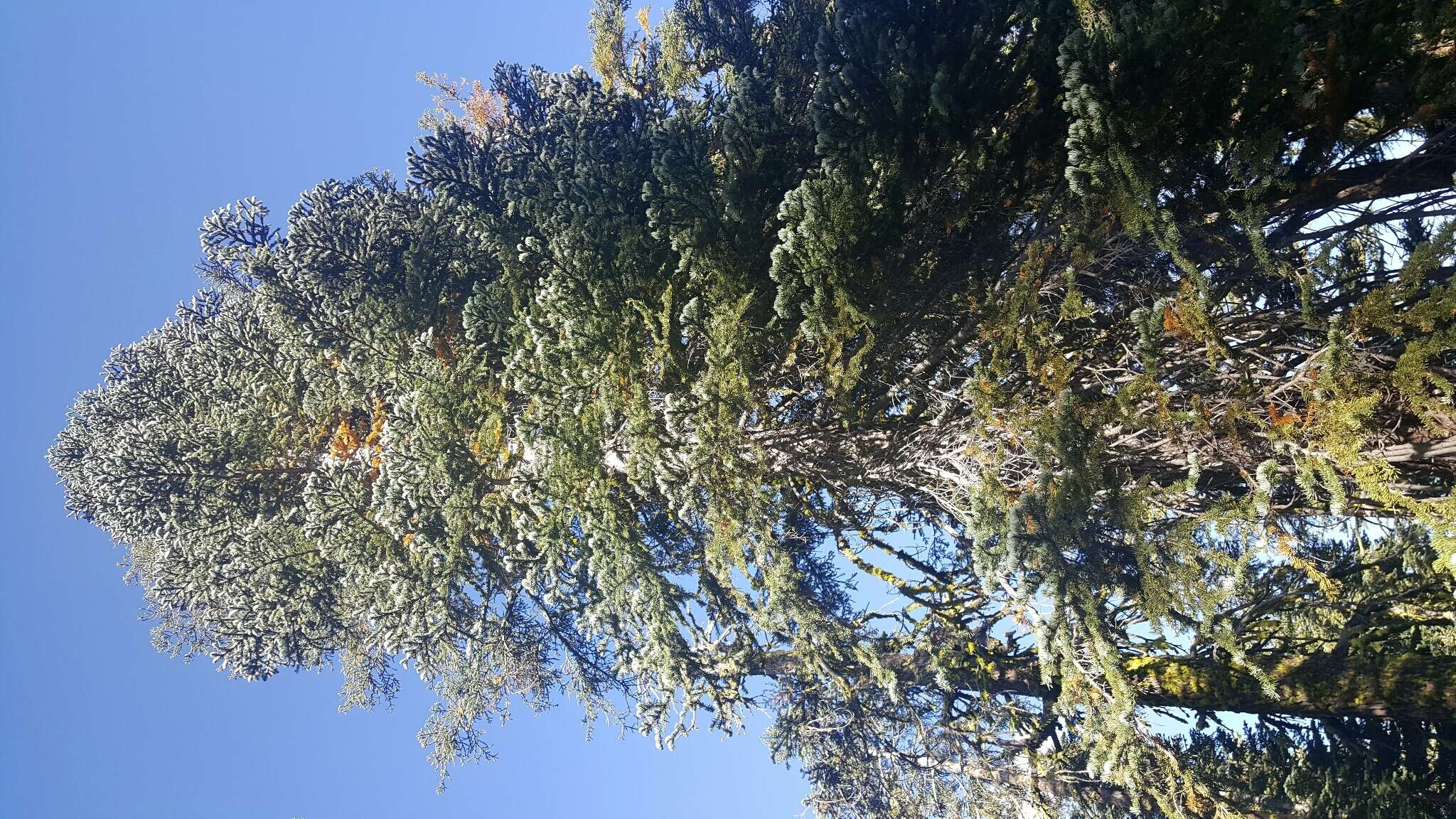 Image of California Red Fir