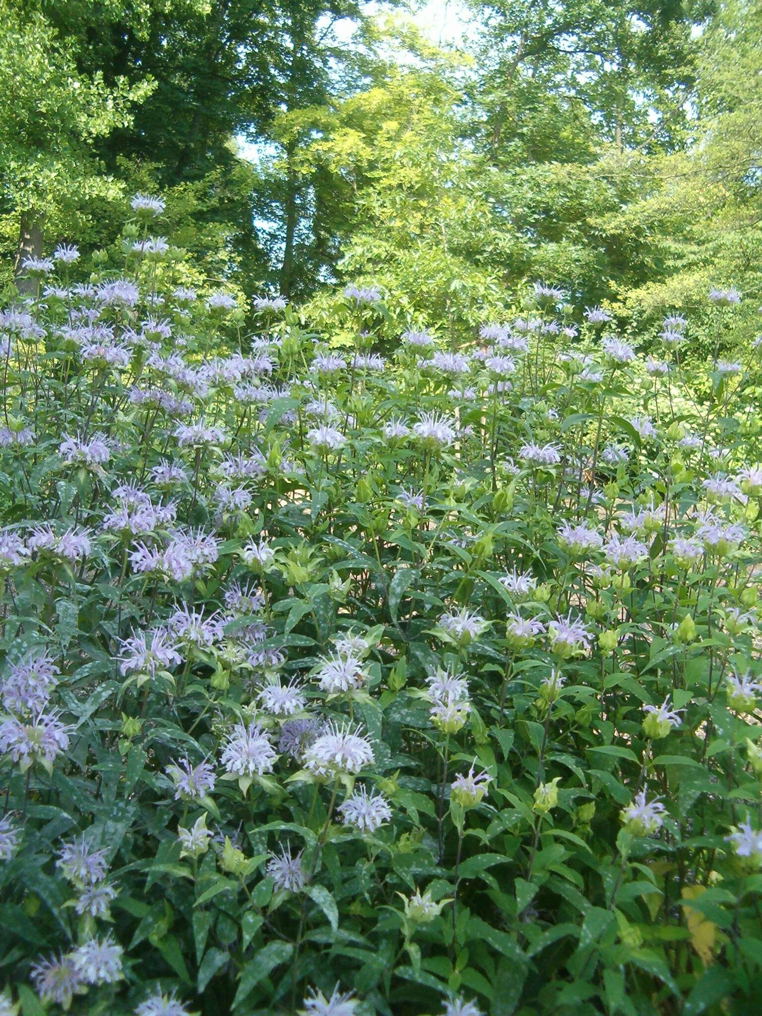 Image of wild bergamot