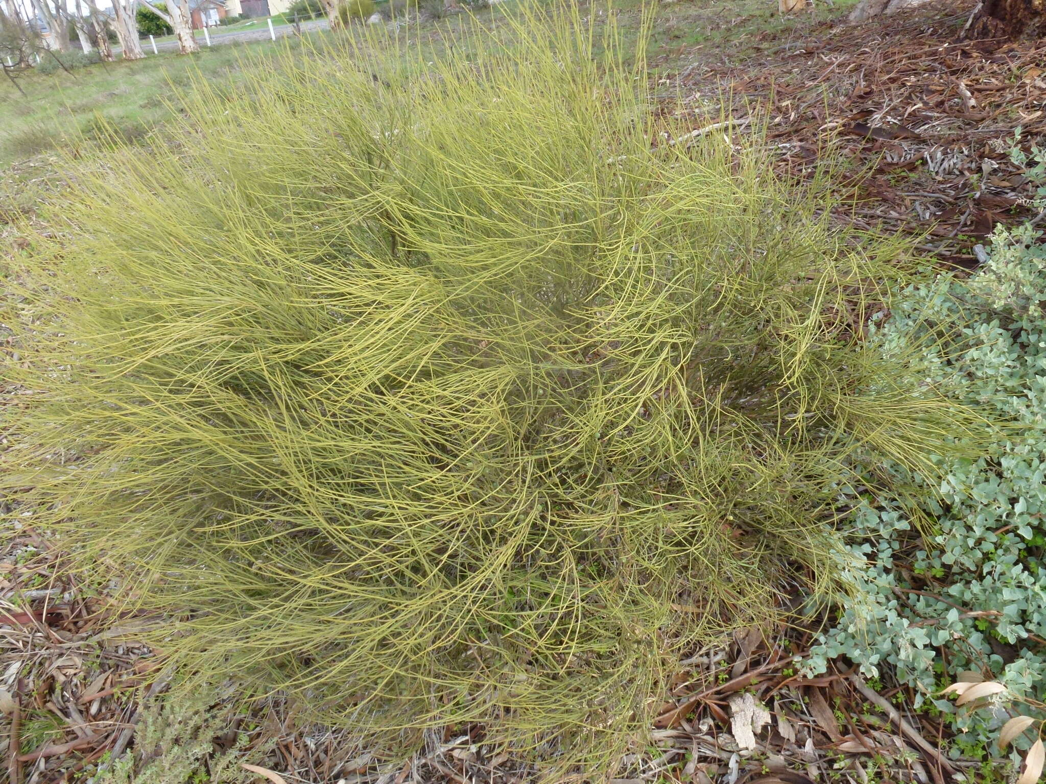 Image of Choretrum glomeratum var. chrysanthum (F. Müll.) Benth.