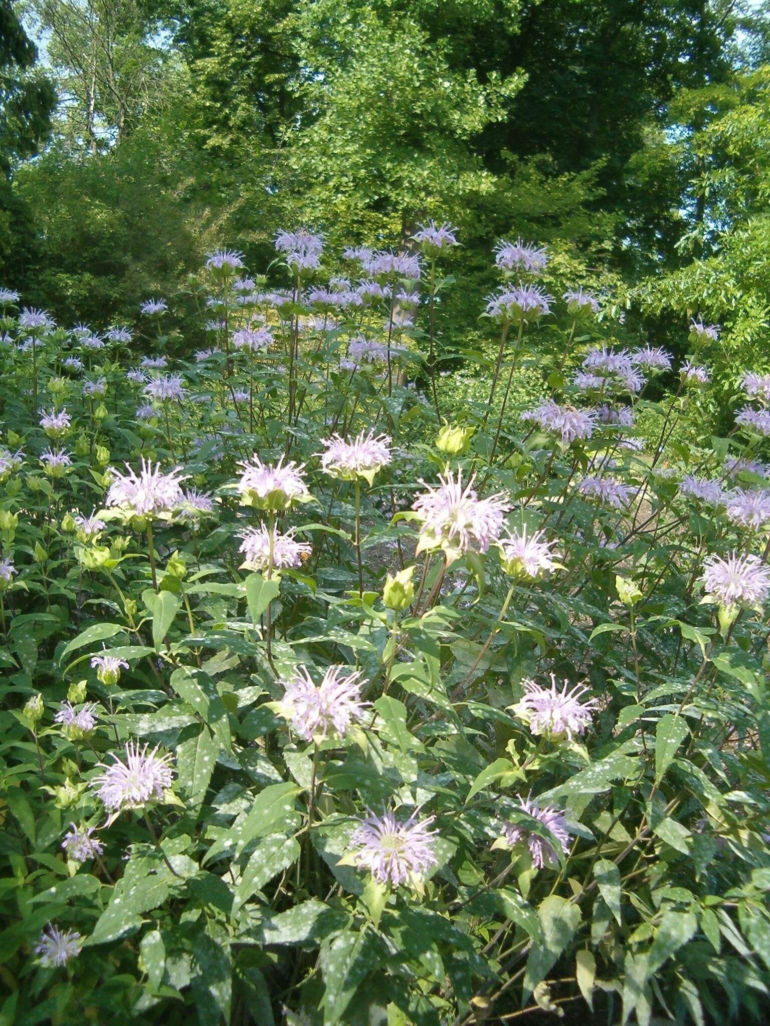 Image of wild bergamot