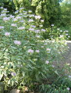 Image of wild bergamot