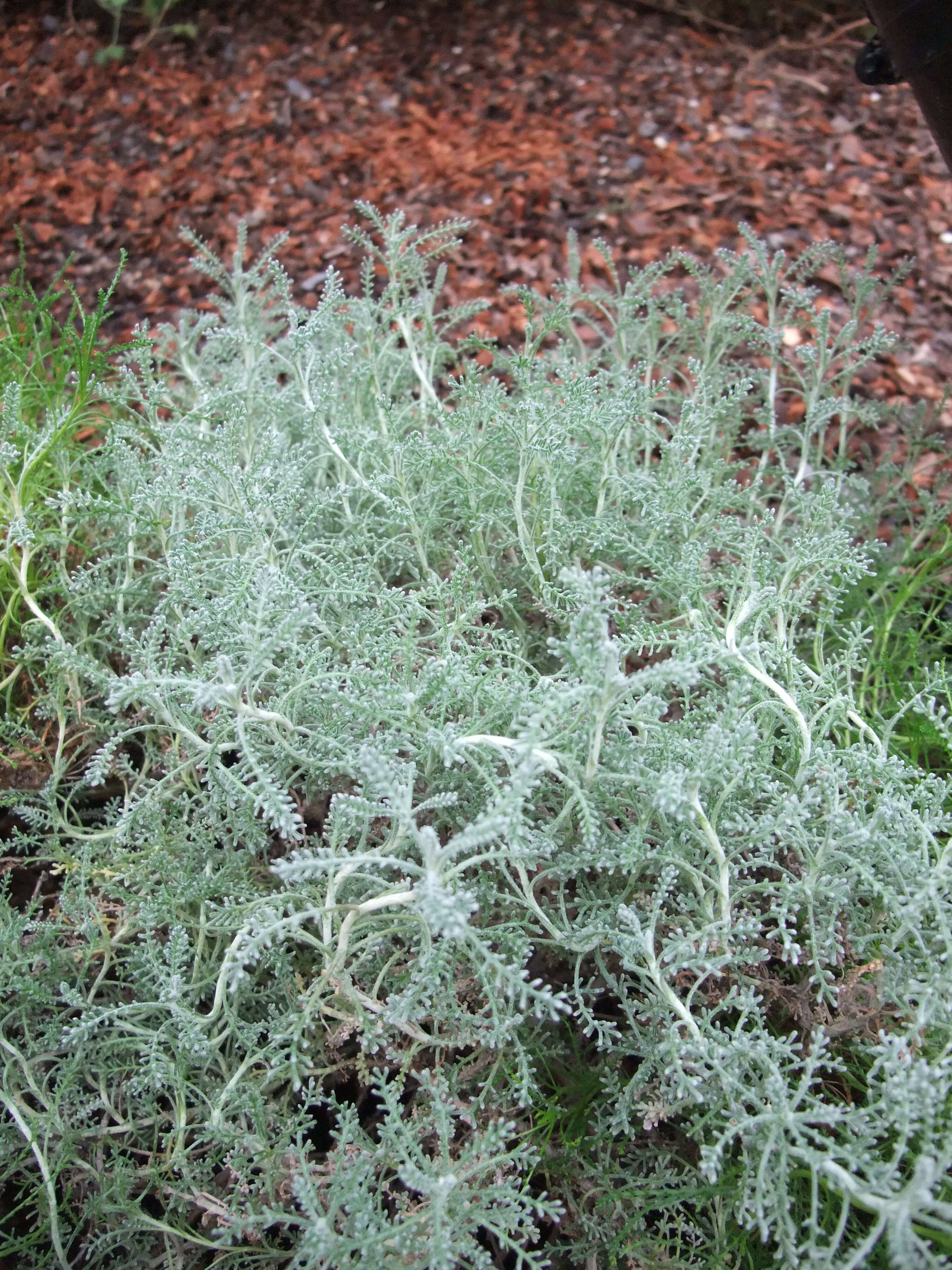 Image of lavender cotton