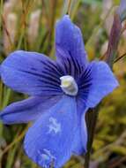 Image of Veined sun orchid