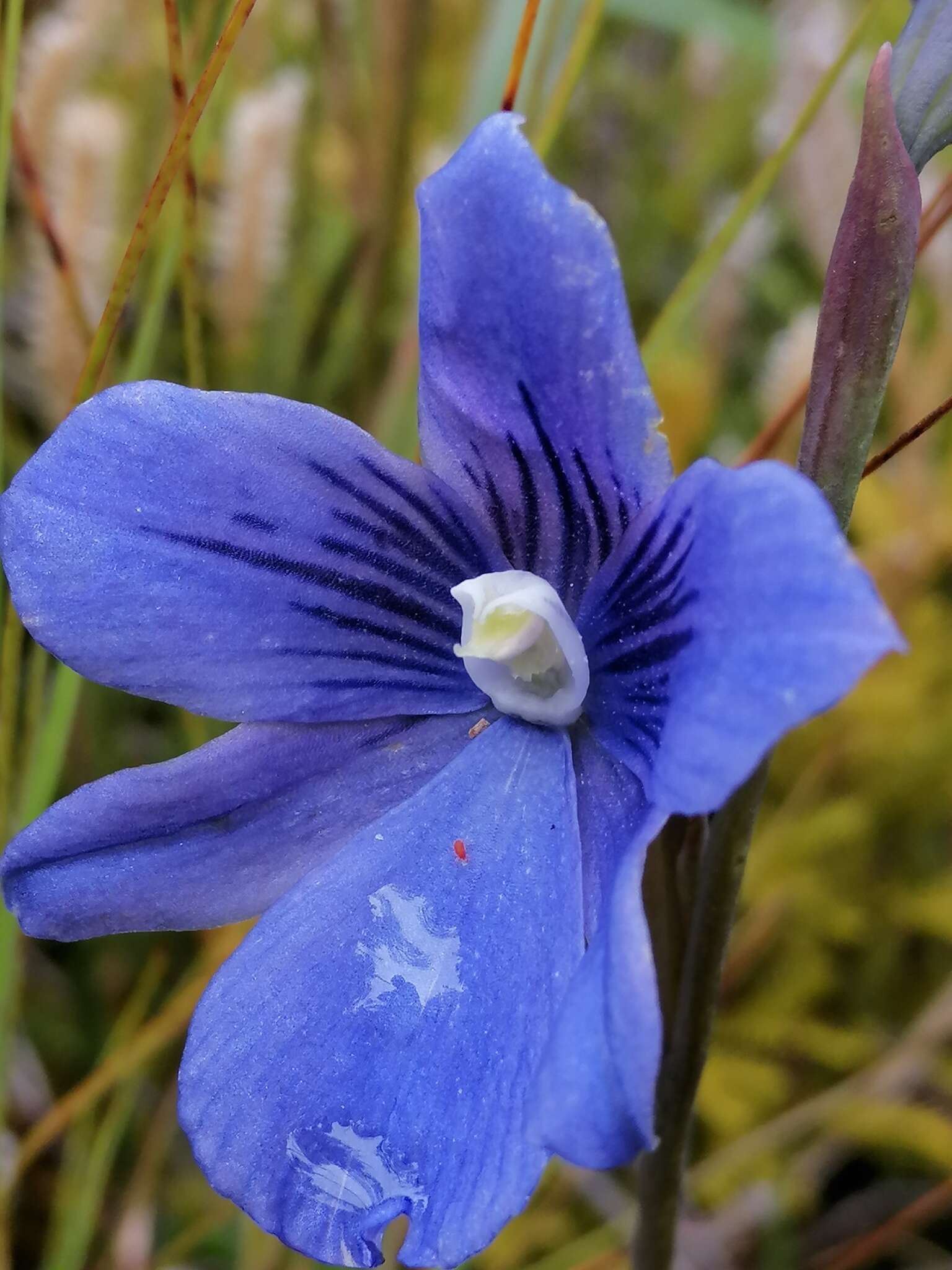 Image of Veined sun orchid