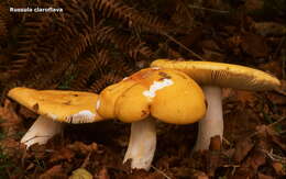 Image of yellow swamp brittlegill