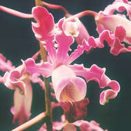 Image of Laelia undulata (Lindl.) L. O. Williams