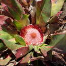 Image of Protea caespitosa Andr.