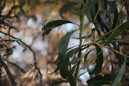 Sivun Acacia pycnantha Benth. kuva