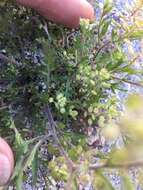 Image of shaggyfruit pepperweed