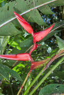 Image of Heliconia tortuosa Griggs