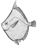 Image of Boarfish
