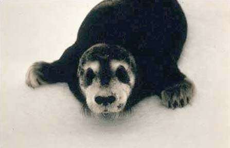 Image of bearded seal