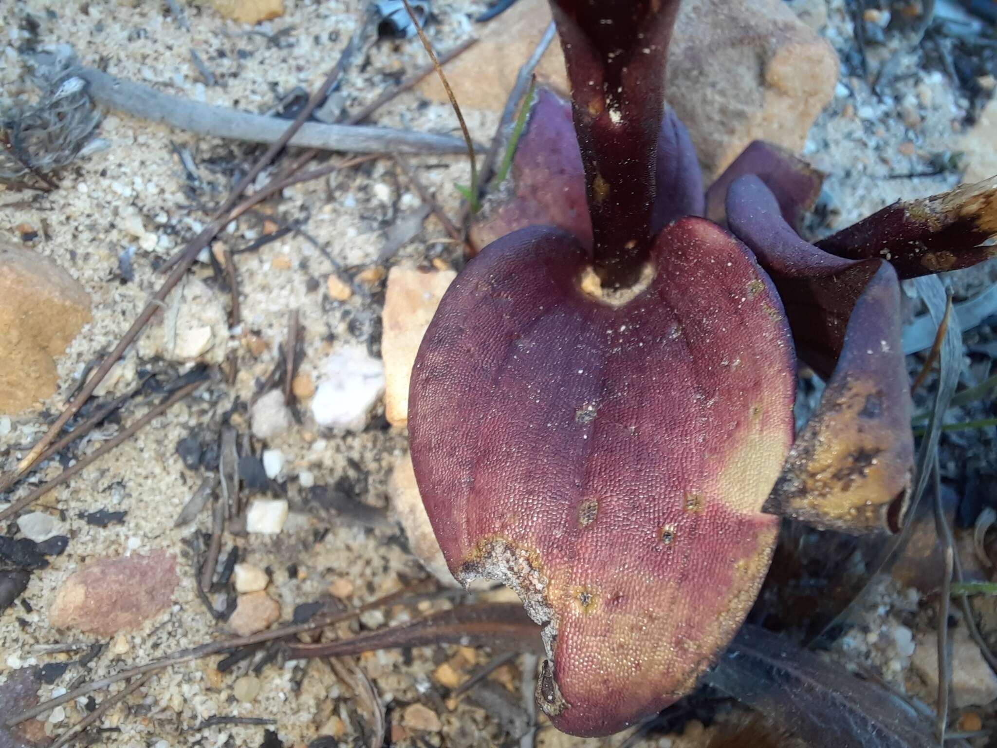 Image of Satyrium lupulinum Lindl.