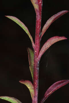 Слика од Solidago puberula subsp. pulverulenta (Nutt.) Semple