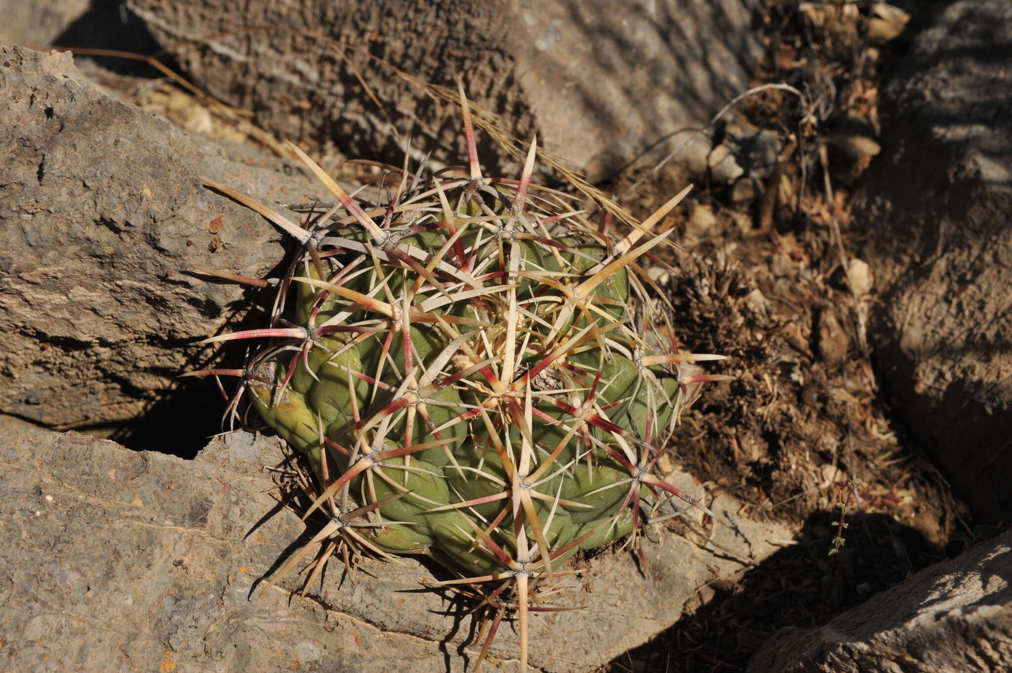 Image of Thelocactus bicolor subsp. heterochromus (F. A. C. Weber) Mosco & Zanov.