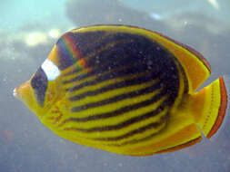 Image of Diagonal Butterflyfish