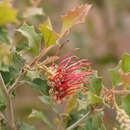 Image of Grevillea aquifolium Lindl.