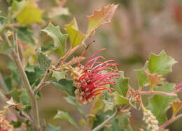 Image of Grevillea aquifolium Lindl.