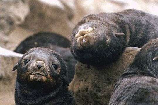 Image of fur seal