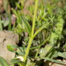 Image of Short-Stalk Mouse-Ear Chickweed