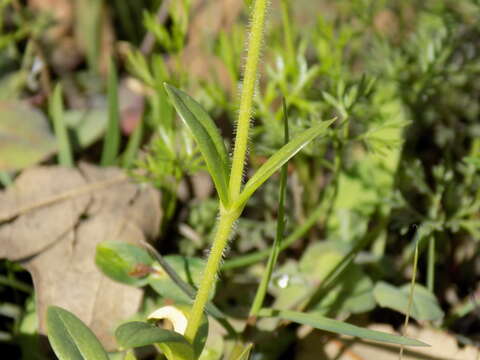 Imagem de Cerastium brachypodum (Engelmann ex A. Gray) B. L. Rob.