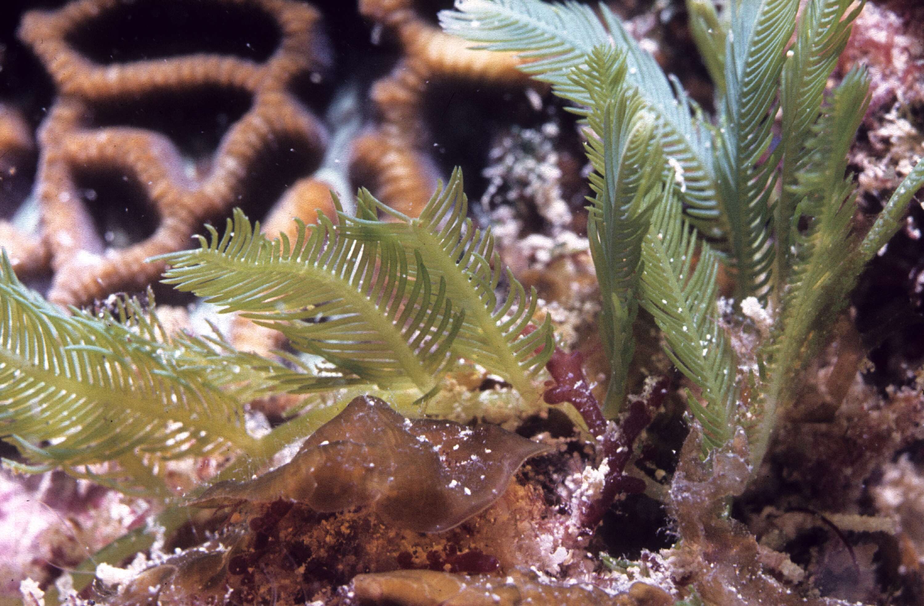 Caulerpa sertularioides的圖片