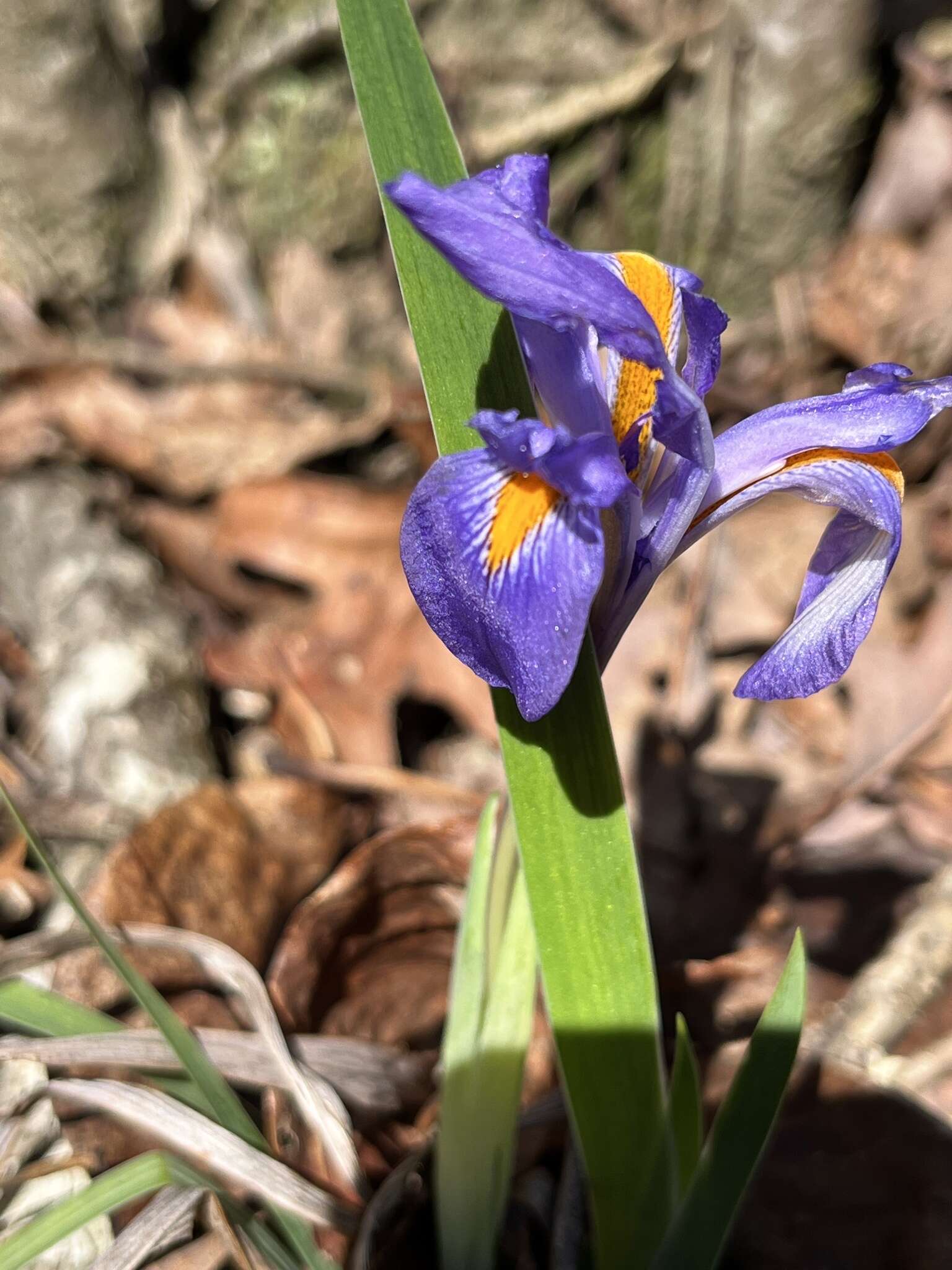 Sivun Iris verna var. smalliana Fernald ex M. E. Edwards kuva