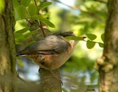 Image of Eurasian Nuthatch