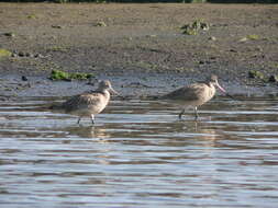 Image of Marbled Godwit