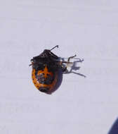 Image of Two-spotted Stink Bug