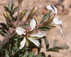 Image of Pelargonium trifoliolatum (Eckl. & Zeyh.) Steud.