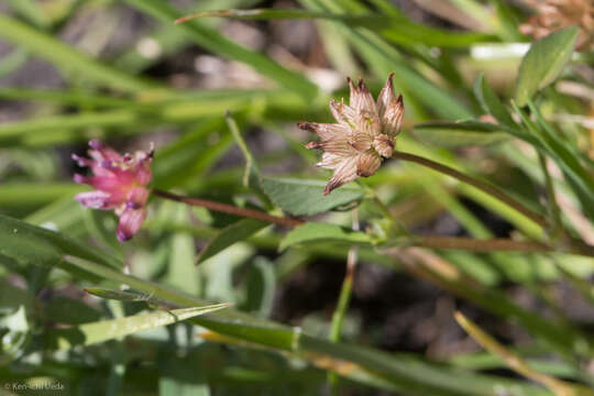 Image of Saline Clover