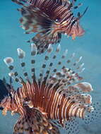 Image of Red lionfish