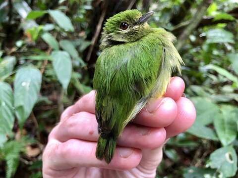 Image of Blue-crowned Manakin