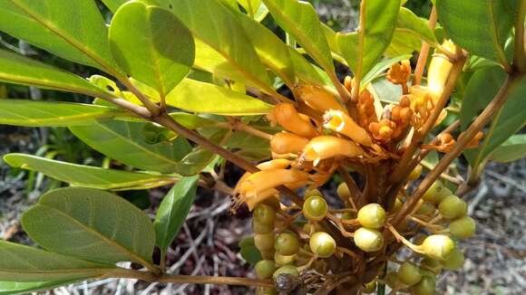 Vitex chrysomallum Steud. resmi