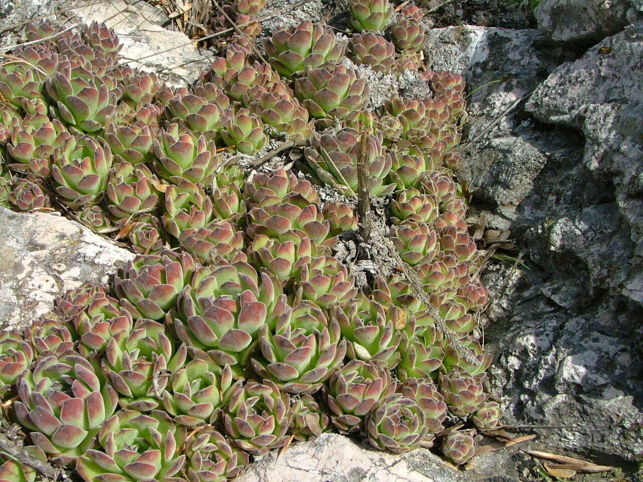 Image of Sempervivum ruthenicum Koch ex Schnittsp. & Lehm.