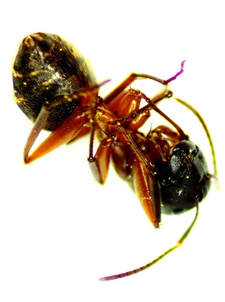 Plancia ëd Camponotus chromaiodes Bolton 1995